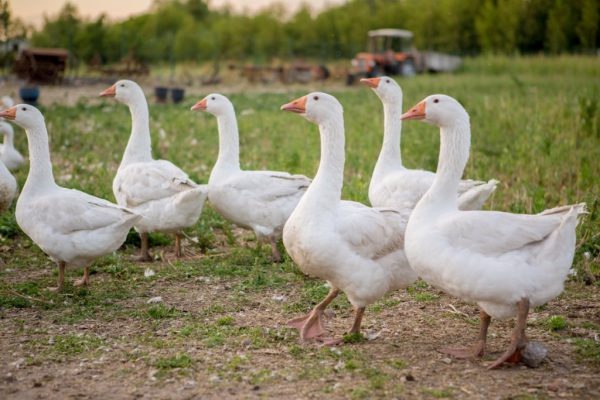 IMG_0771-Kopiowanie-1024x683