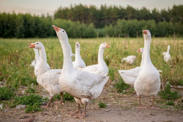 IMG_0772-Kopiowanie-1024x683