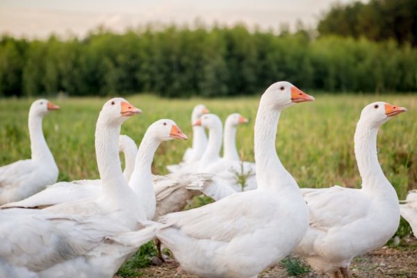 IMG_0774-Kopiowanie-1024x683