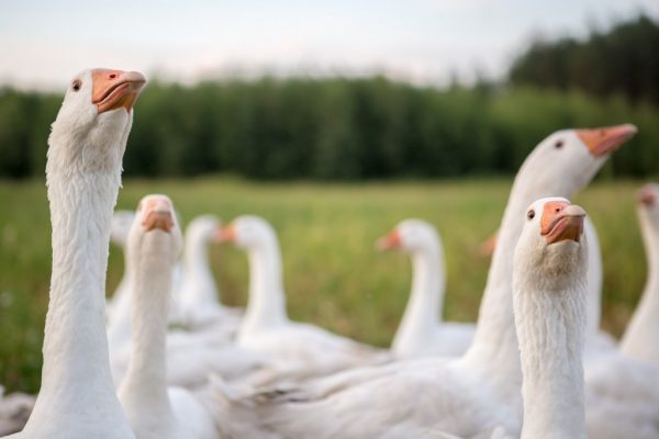 IMG_0776-Kopiowanie-1024x683