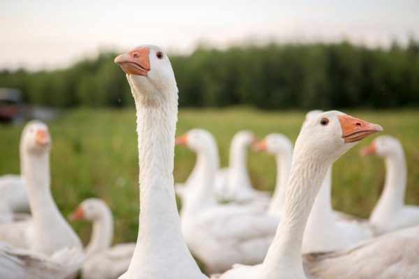 IMG_0777-Kopiowanie-1024x683