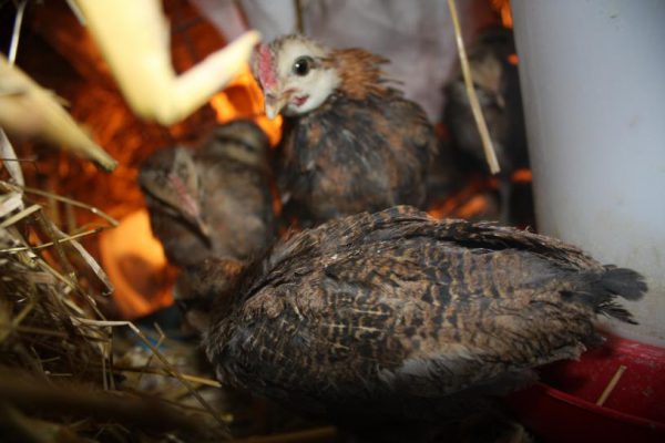 eaa2fdadf28b5f0da0174530556571f59112013200